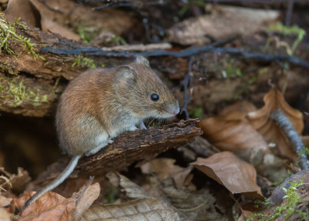 Bank vole Bank vole (Myodes glareolus) sitting on tree bark. wild mouse stock pictures, royalty-free photos & images