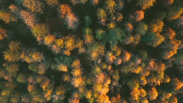 Aerial view of the autumn Mountain forest at sunset