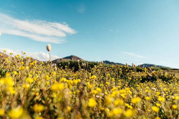 istock Tiny Micro Yellow Flowers on Independence Pass in Colorado 1304725636