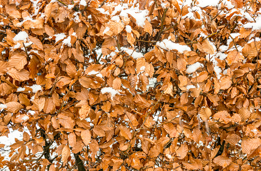Beech hedge in winter with snow lying on the leaves.