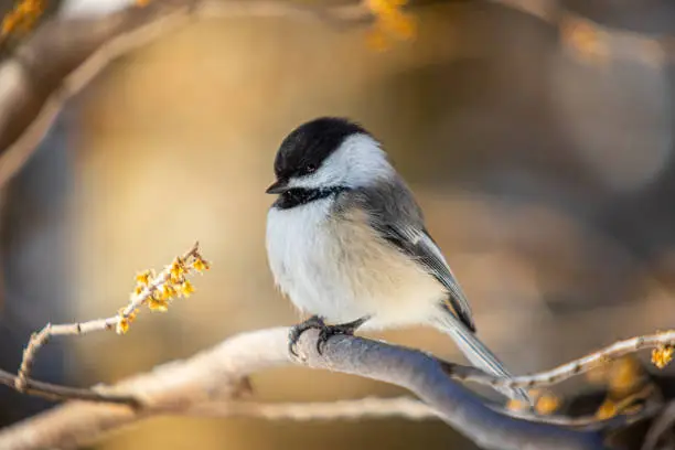 Black-capped in winter in the boreal forest.
