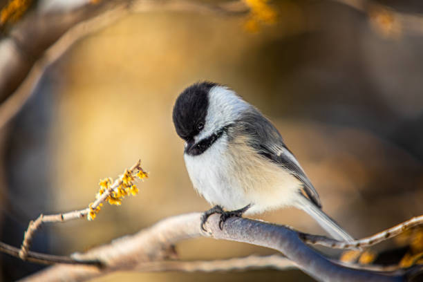 istock Black-headed, (Poecile atricapillus), Black-capped chickadee in winter. 1304726194