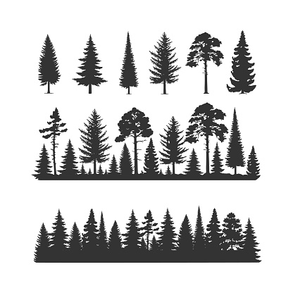 Vector trees illustrations. Monochrome illustrations with a coniferous trees.