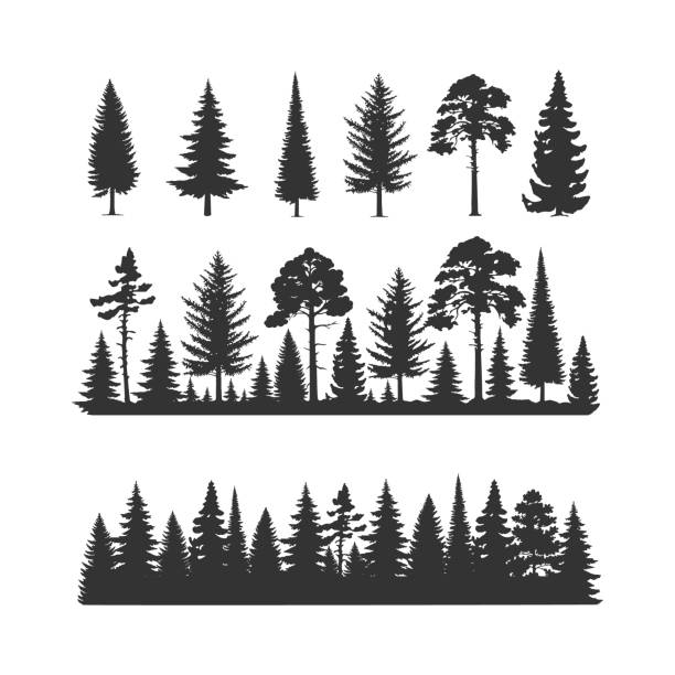 Set of coniferous trees. Vector trees illustrations. Monochrome illustrations with a coniferous trees. pine trees silhouette stock illustrations