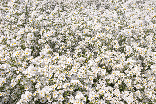 Beautiful white cutter flowers garden.