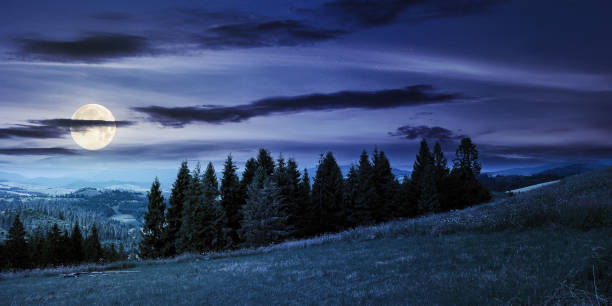 istock forest on the grassy meadow in mountains at night 1304730396