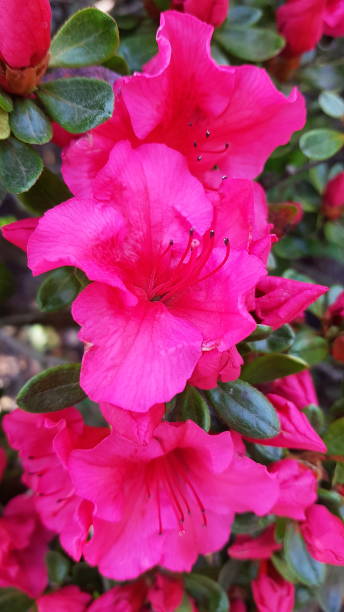 istock Hot pink azalea flower bush 1304730951