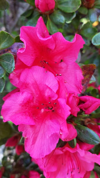 istock Hot pink azalea flower bush 1304730977