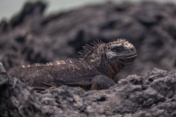 istock Galapagos marine iguana, (Amblyrhynchus cristatus), marine iguana, Galapagos. 1304732044