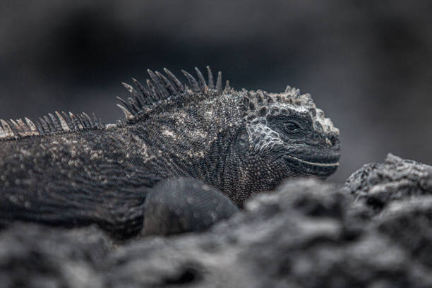 Galapagos marine iguana on La Isla Isabella.