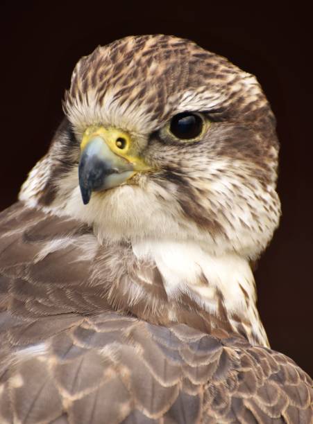 istock Head of a Saker Falcon 1304732256