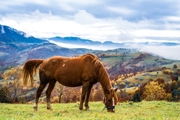 A beautiful graceful stallion walks along a green field and eats juicy fresh grass against the backdrop of the beautiful nature of the Carpathian Mountains