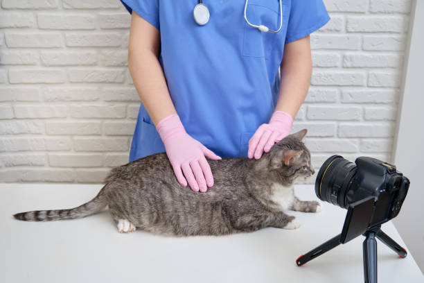 istock Shooting a video on camera with a pet being treated by a veterinarian on a table in a veterinary clinic 1304733385