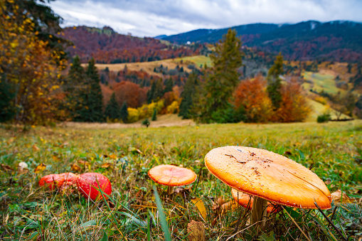 Beautiful wild mushrooms on a green meadow in a dense multicolored forest in the Carpathian mountains in autumn