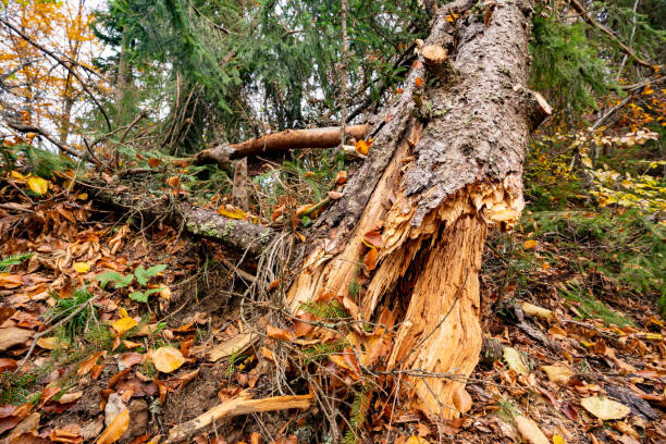 istock A large fallen tree in a beautiful forest among fallen leaves 1304733489