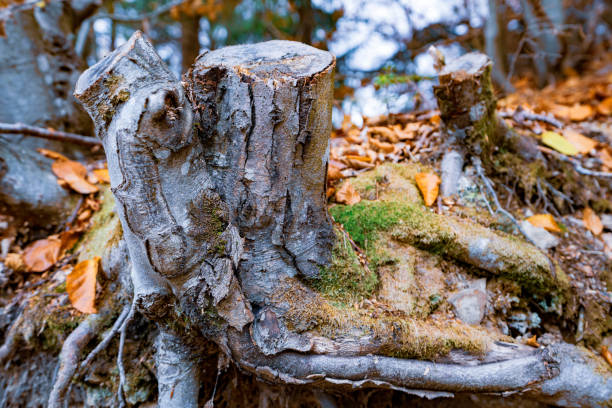 Old rotten stump sprinkled with multi-colored fallen leaves in an autumn dense forest and green mold
