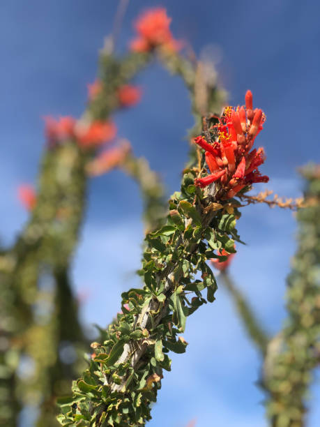 istock Ocotillo in bloom against a blue sky 1304733536