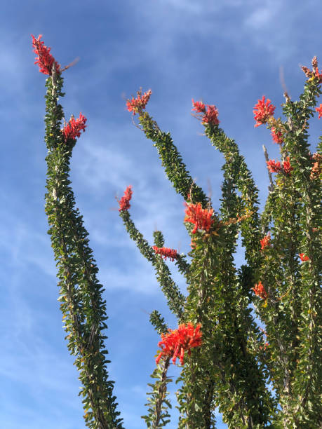 istock Ocotillo in bloom against a blue sky 1304733559