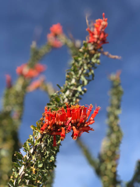 istock Ocotillo in bloom against a blue sky 1304733599