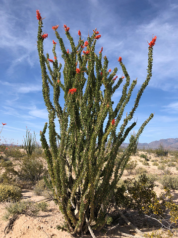 Ocotillo in bloom against a blue sky - image