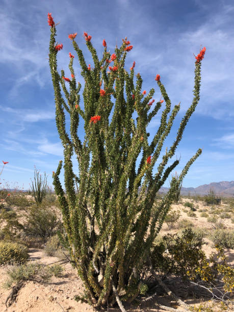 Ocotillo in bloom against a blue sky Ocotillo in bloom against a blue sky - image ocotillo cactus stock pictures, royalty-free photos & images