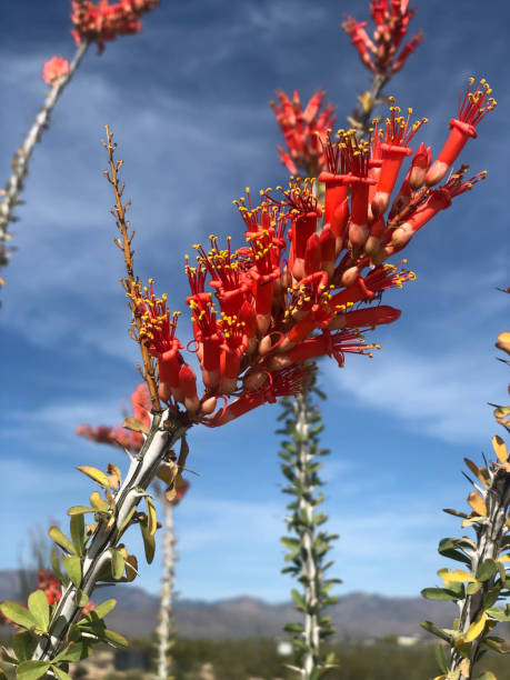 istock Ocotillo in bloom against a blue sky 1304733602