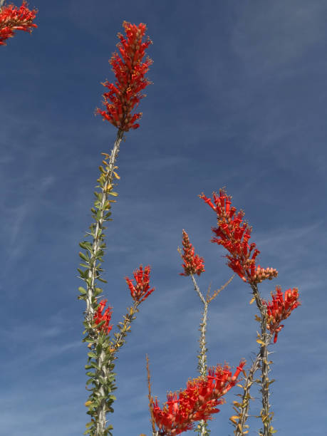 istock Ocotillo in bloom against a blue sky 1304733658