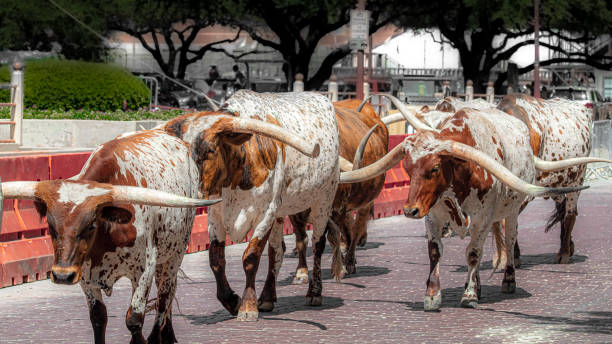 longhorns du texas étant herded à fort worth stockyards - fort worth texas photos et images de collection