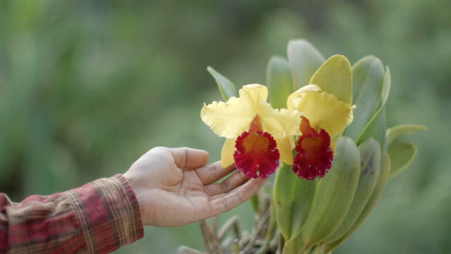 Gardener Touching Cattleya Slow Motion