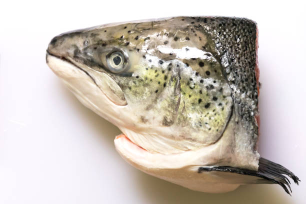 Salmon head isolated on white background. stock photo