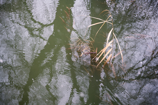 Reeds in the river during a snow shower.