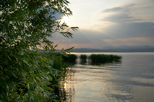 Beautiful sunset in the reeds of Lake Garda. In the foreground the green leaves of the plants, in the background all the colors of the sun reflecting on the water of the lake among in the evening.