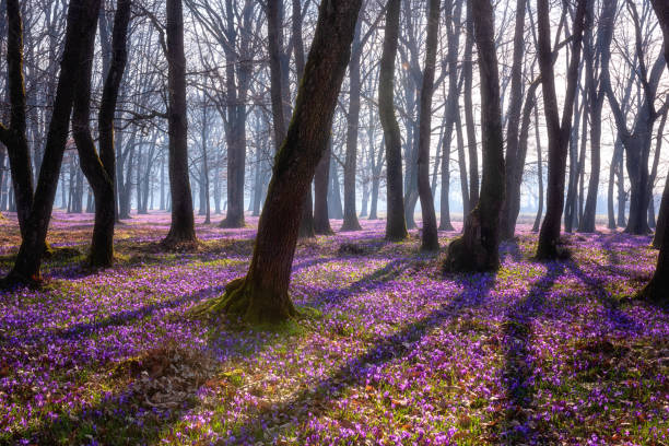 paisagem natural incrível, floresta ensolarada de carvalho florido com um tapete de açafrão selvagem ou flores de açafrão - crocus violet flower purple - fotografias e filmes do acervo