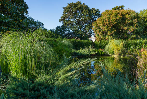 hermoso paisaje con hierba ornamental verde miscanthus sinensis 'gracillimus' en estanque de jardín mágico. plantas exóticas reflejadas en la superficie del agua en el parque cercano winter theater en el centro de sochi. - forest pond landscaped water fotografías e imágenes de stock