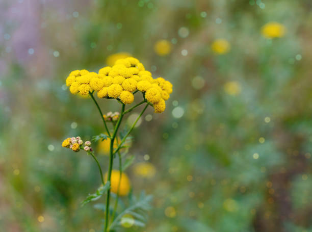 istock yellow flowers on grass background 1304737358