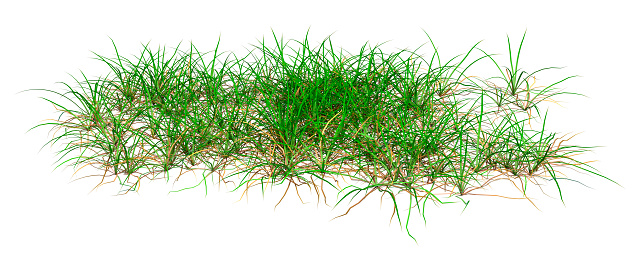 3D rendering of a patch of grass isolated on white background