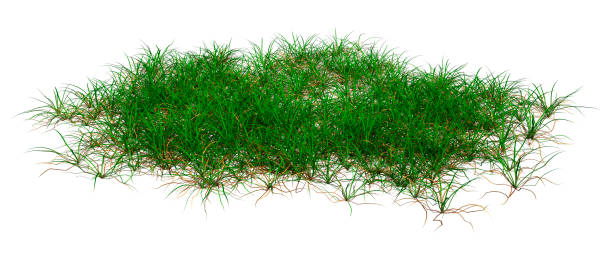 istock 3D illustration patch of grass on white 1304737524