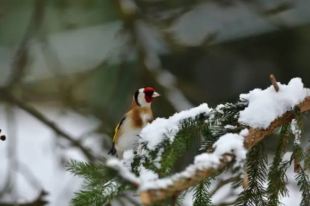Portrait of bird goldfinch eating fruits and seeds on feeder rack in snowy winter