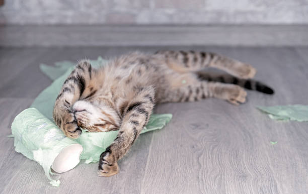 istock Funny kitten sleeps on torn toilet paper. 1304738601