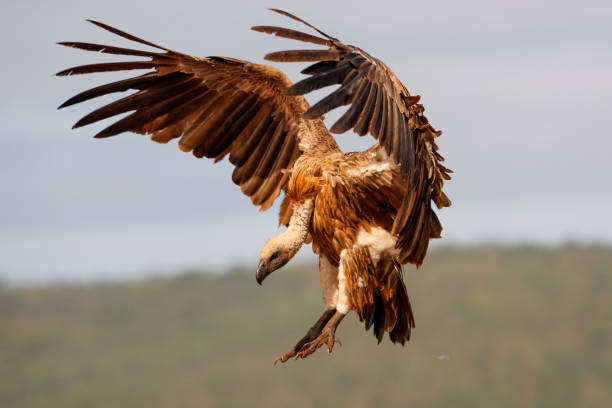 avvoltoio dal dosato bianco che vola - uccello rapace foto e immagini stock