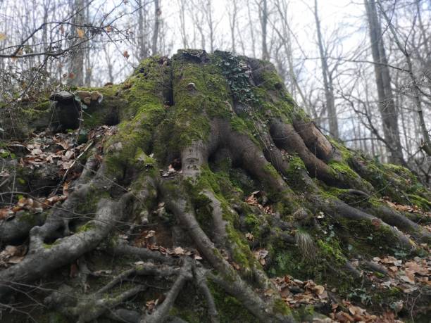 istock Roots of a cut tree trunk 1304739463