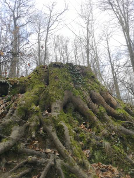 istock Roots of a cut tree trunk 1304739520