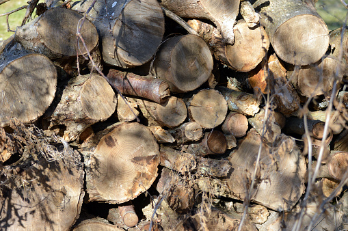 Leaving wood to rot offers free accommodation to insects. In return, when it's time to check out they'll be right on site to go about their pollination and pest predation – a beautifully symbiotic relationship.