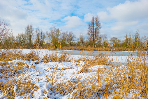 Snowy edge of a white frozen lake in wetland in winter, Almere, Flevoland, The Netherlands, February 10, 2020