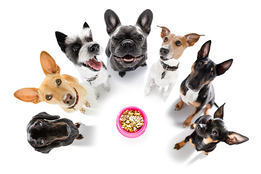 row of dogs as a group or team , all hungry  in front of food bowl , isolated on white background