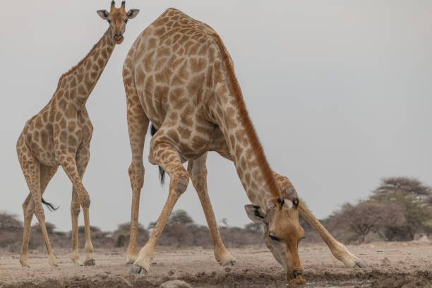 girafe au point d’eau, parc national d’etosha, namibie, afrique - parc national detosha photos et images de collection