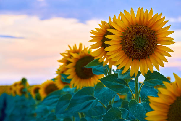 istock bright sunflower field, a beautiful landscape and sunset 1304741890