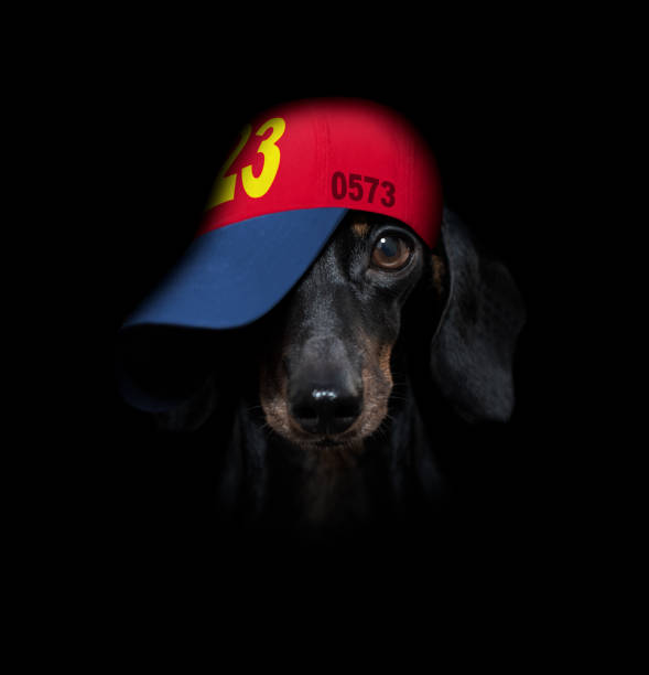 istock cool baseball cap urban dog 1304742239