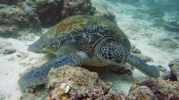 istock Green Sea turtle under water in Philippines 1304742562
