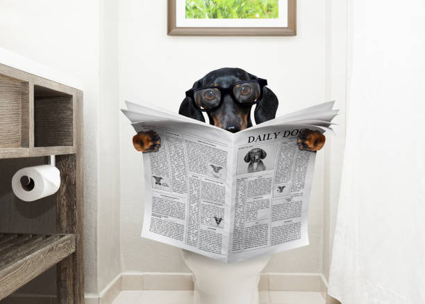 dog on toilet seat reading newspaper dachshund or suasage dog, sitting on a toilet seat with digestion problems or constipation reading the gossip magazine or newspaper pražský krysařík stock pictures, royalty-free photos & images